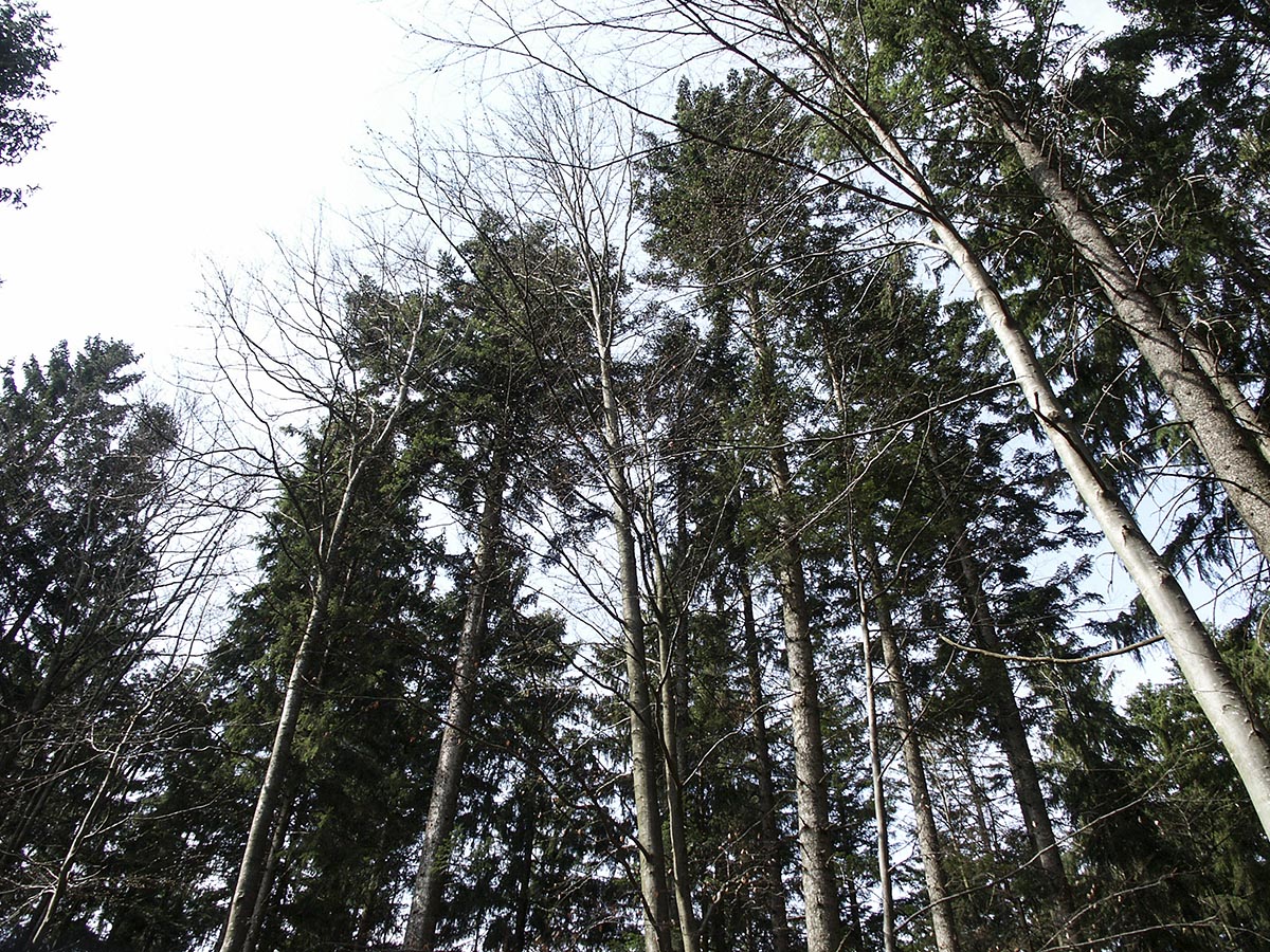 Fichten, Tannen und Buchen